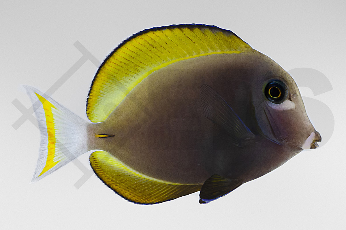 Acanthurus nigricans - Samt Doktorfisch