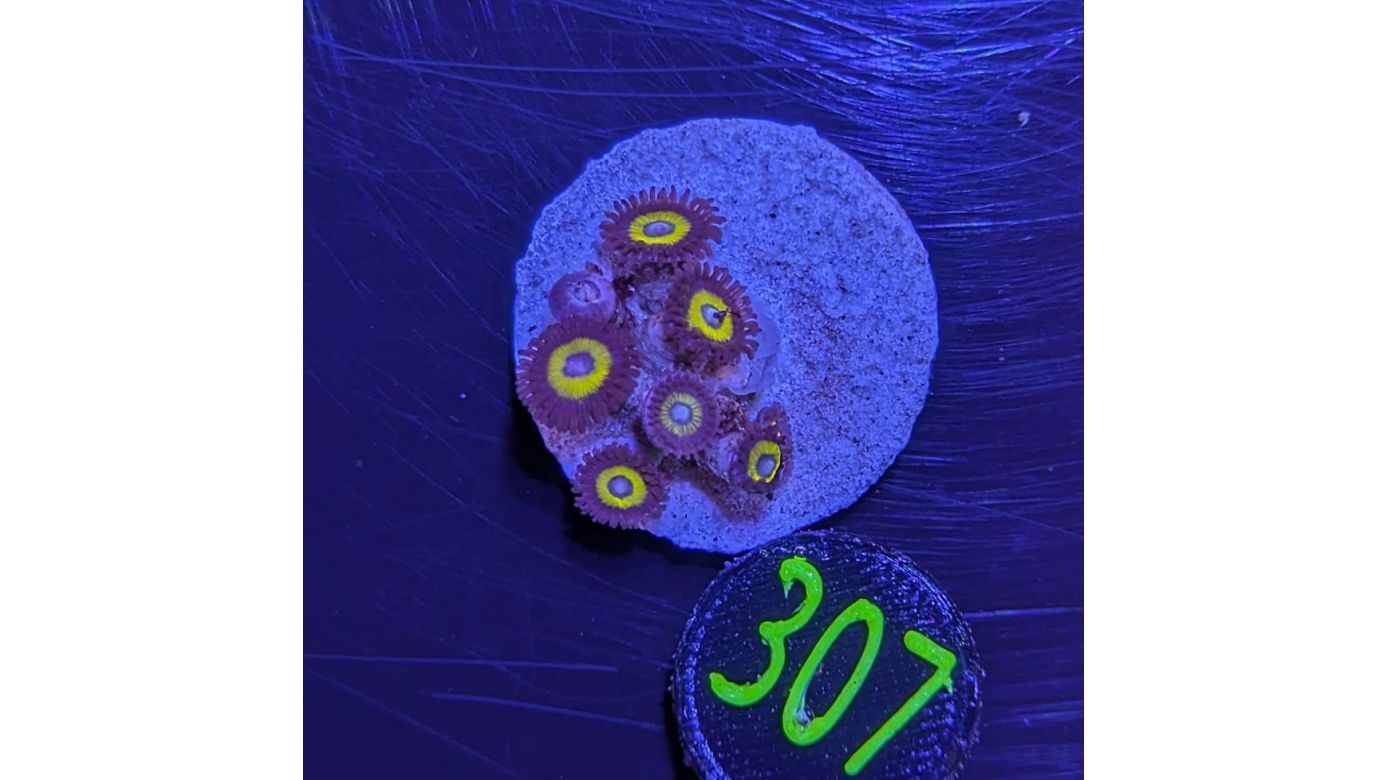 Zoanthus sp. - Krustenanemone Lemon Drop PlanktonPlus Nachzucht 0307