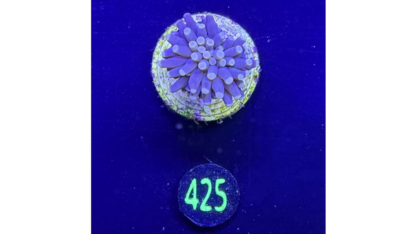 Euphyllia glabrescens - Fackelkoralle Torch 0425