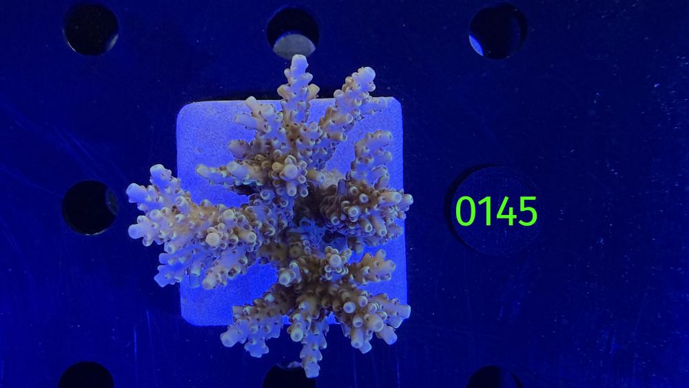 Acropora sp. WYSIWYG 0145