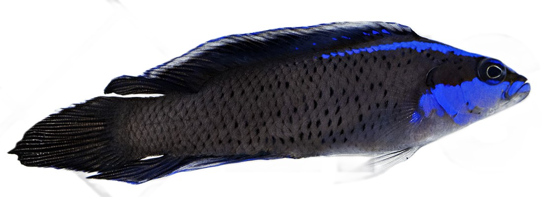 Pseudochromis springeri - Springers Zwergbarsch Nachzucht