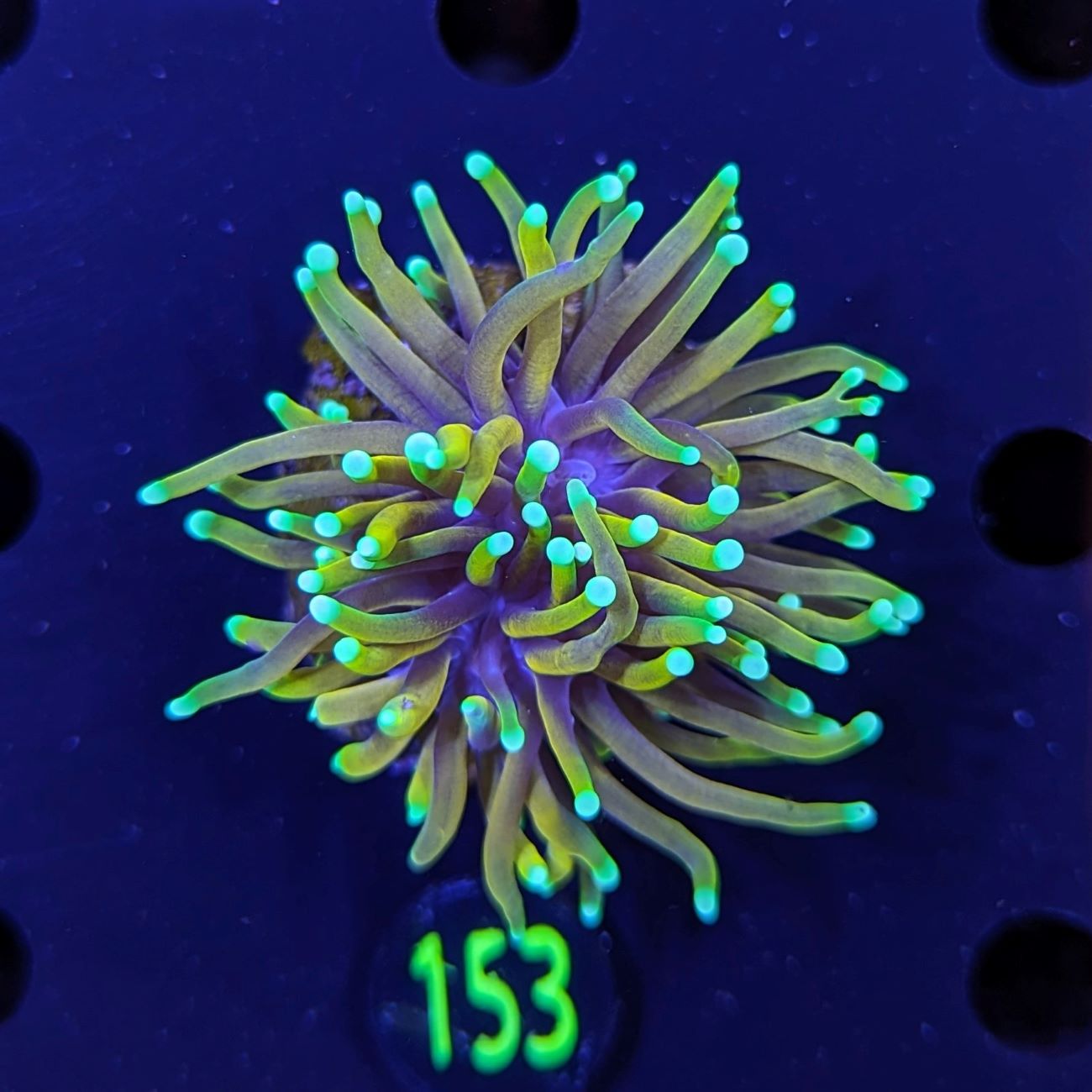 Euphyllia glabrescens - Fackelkoralle Gold-Hellfire Deutsche Nachzucht 0153