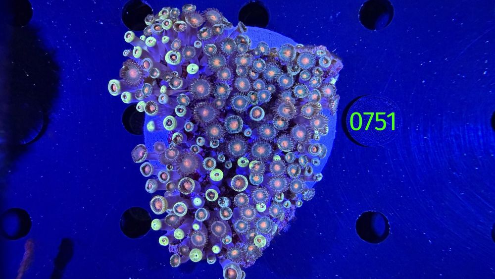 Zoanthus sp.  WYSIWYG 0751