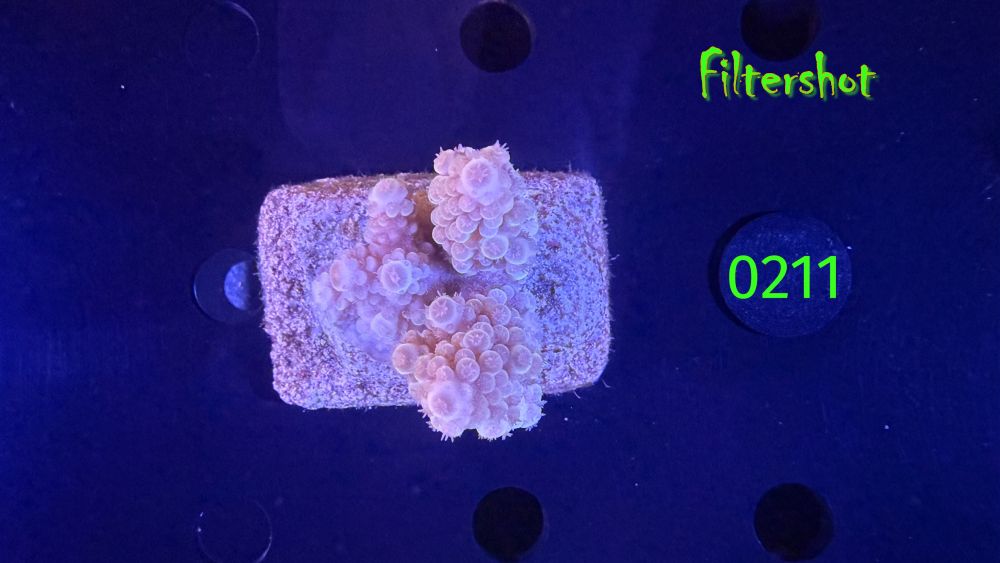 Acropora sp. WYSIWYG 0211