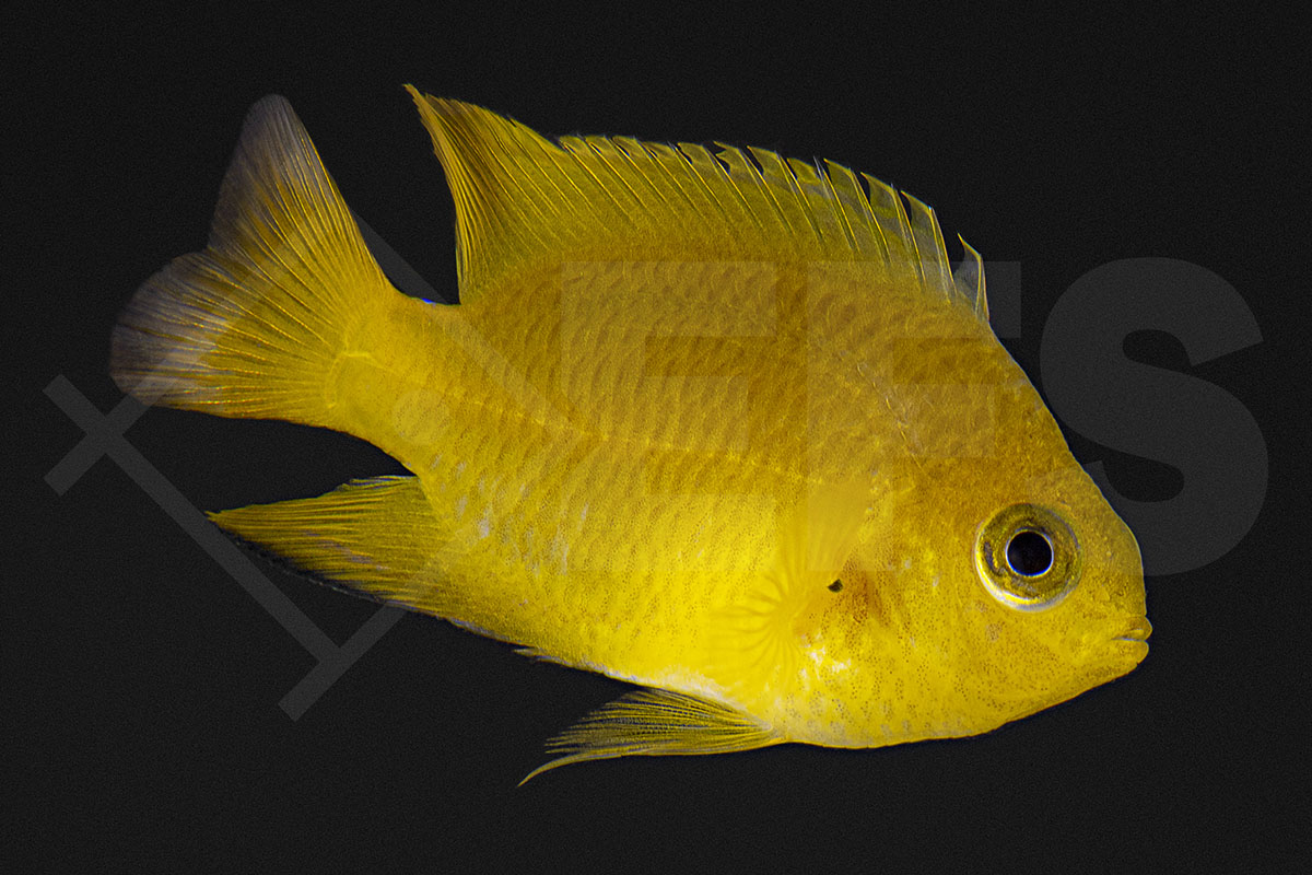 Pomacentrus moluccensis - Zitronen-Demoiselle