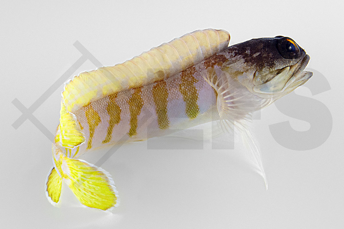 Opistognathus randalli - Schwarzkopf Brunnenbauer