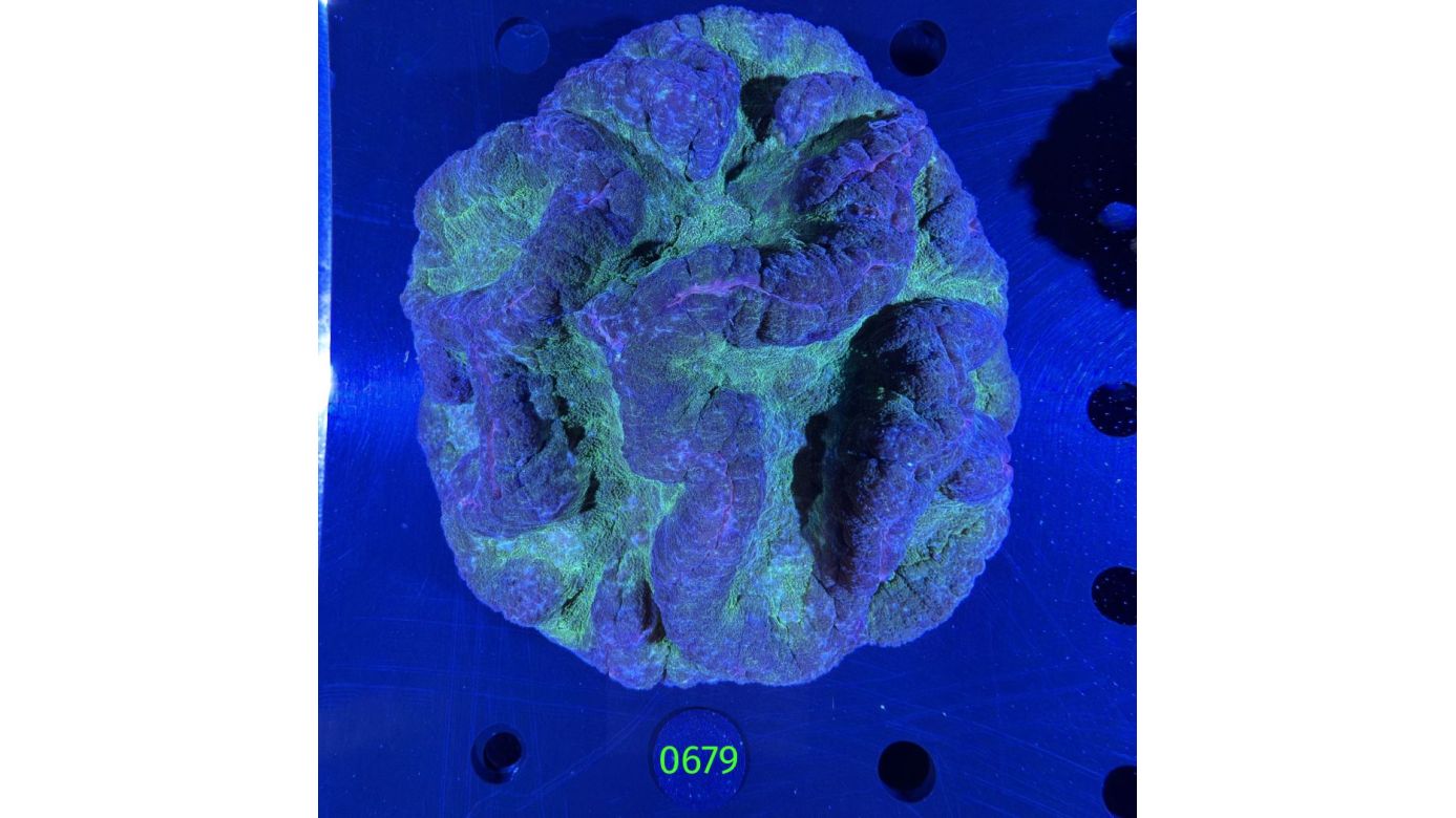 Lobophyllia sp. WYSIWYG 0679