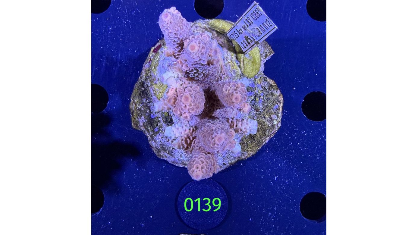 Acropora sp. WYSIWYG 0139