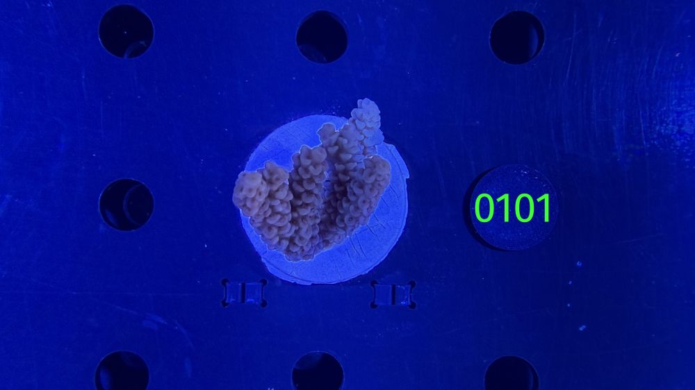 Acropora sp. WYSIWYG 0101