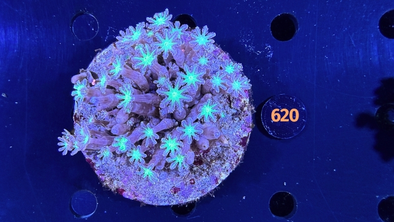 Clavularia sp. WYSIWYG 0620