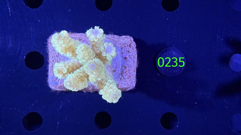 Acropora sp. WYSIWYG 0235