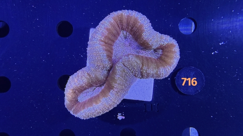 Lobophyllia sp. WYSIWYG 0716