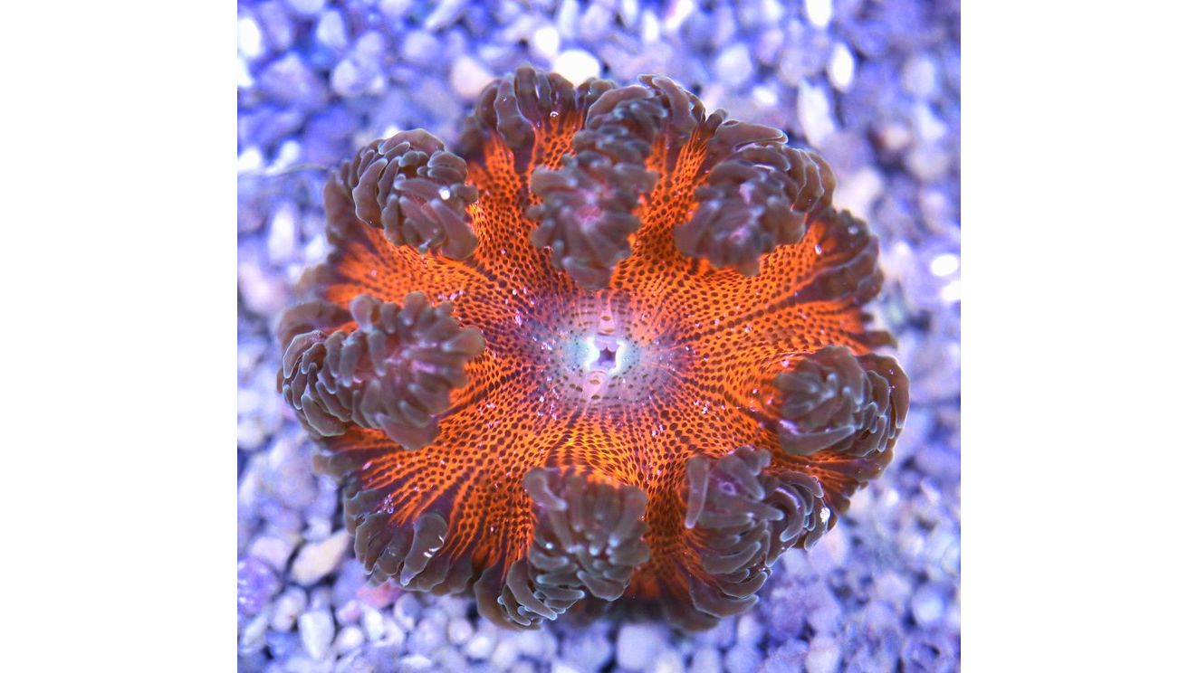 Phymanthus crucifer - Perlenanemone Rot