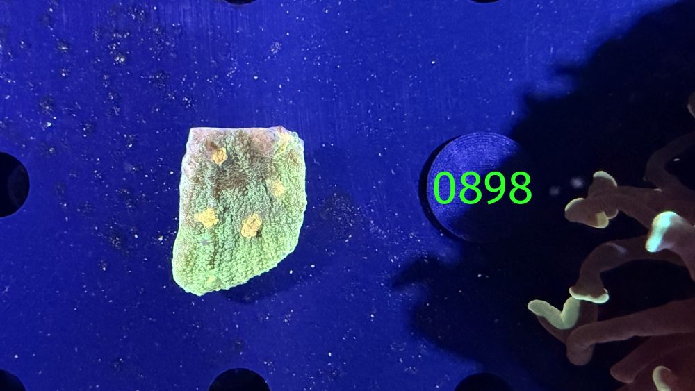 Echinophyllia sp. - Space Invader PPNZ 0898 #1