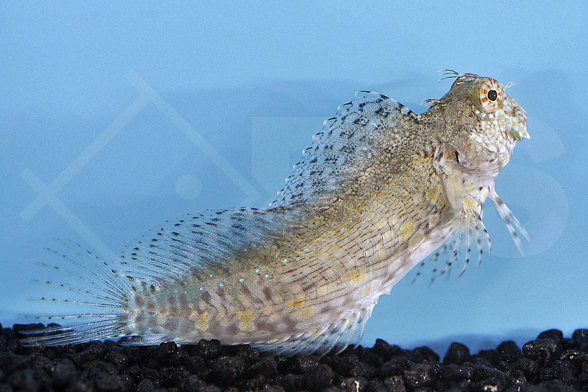 Salarias fasciatus - Juwelen Felshüpfer