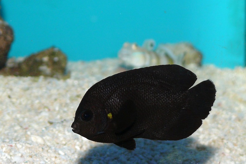 Centropyge nox - Mitternachts Zwergkaiserfisch