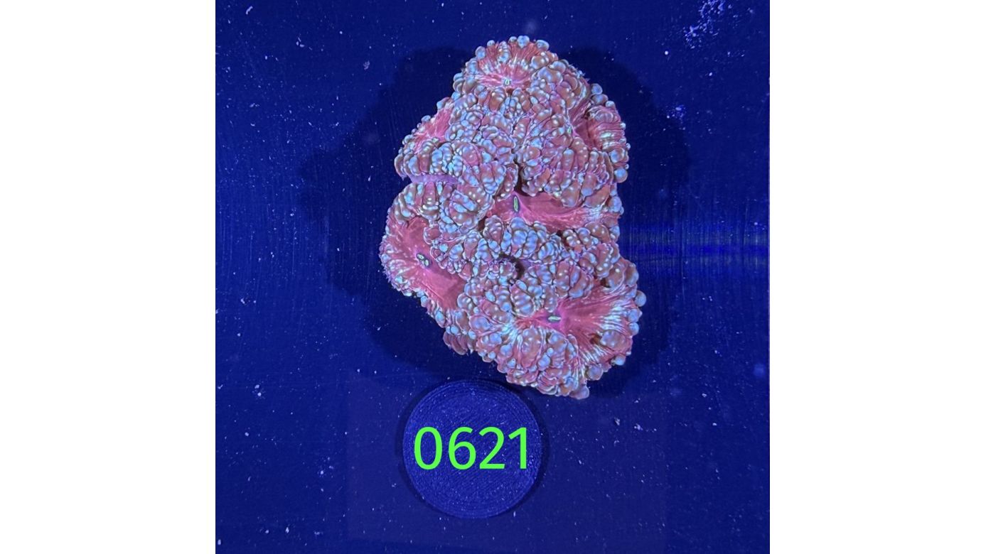 Blastomussa welsi WYSIWYG 0621