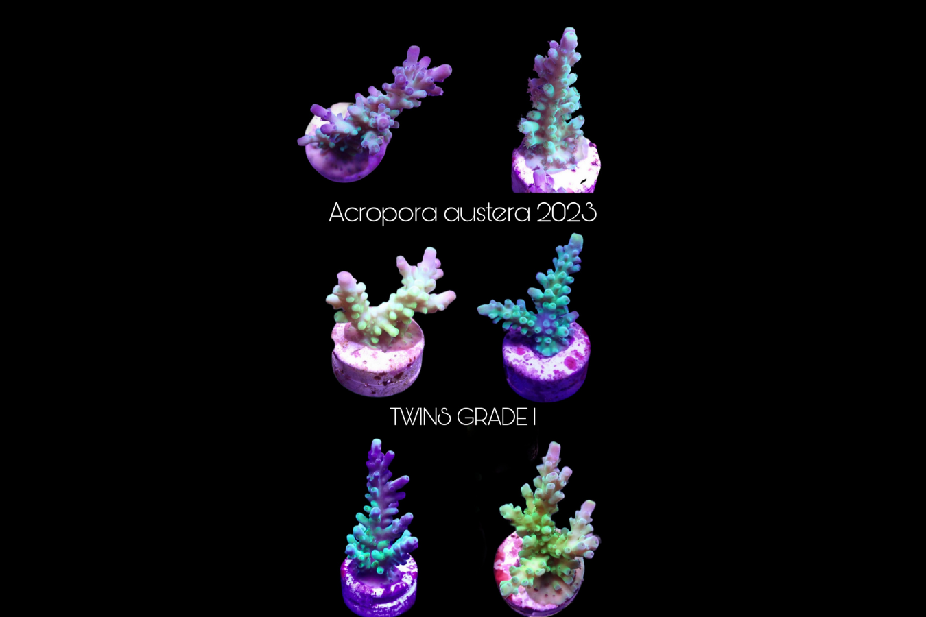 SciReef Acropora austera TWIN Grade 1 0295