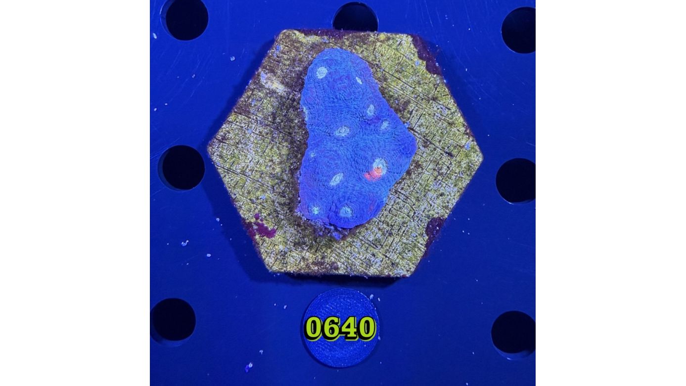 Echinophyllia/Chalice WYSIWYG 0640