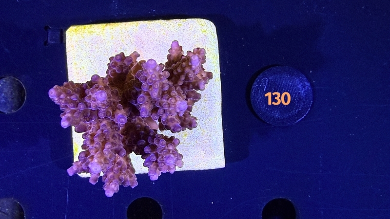 Acropora sp. WYSIWYG 0130