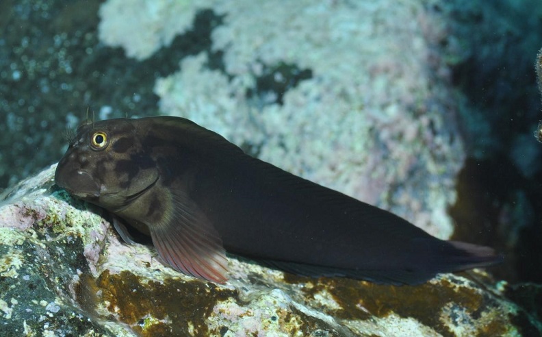 Ophioblennius atlanticus - Rotlippen-Schleimfisch