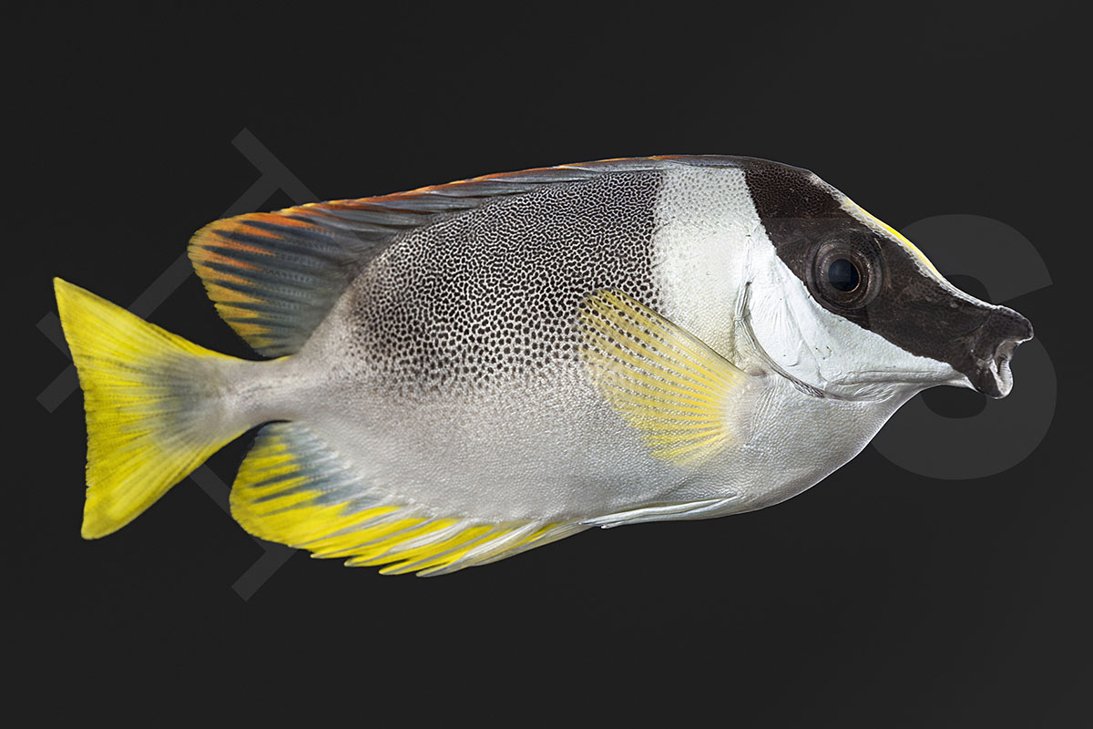 Siganus magnificus - Andamanen Fuchsgesicht