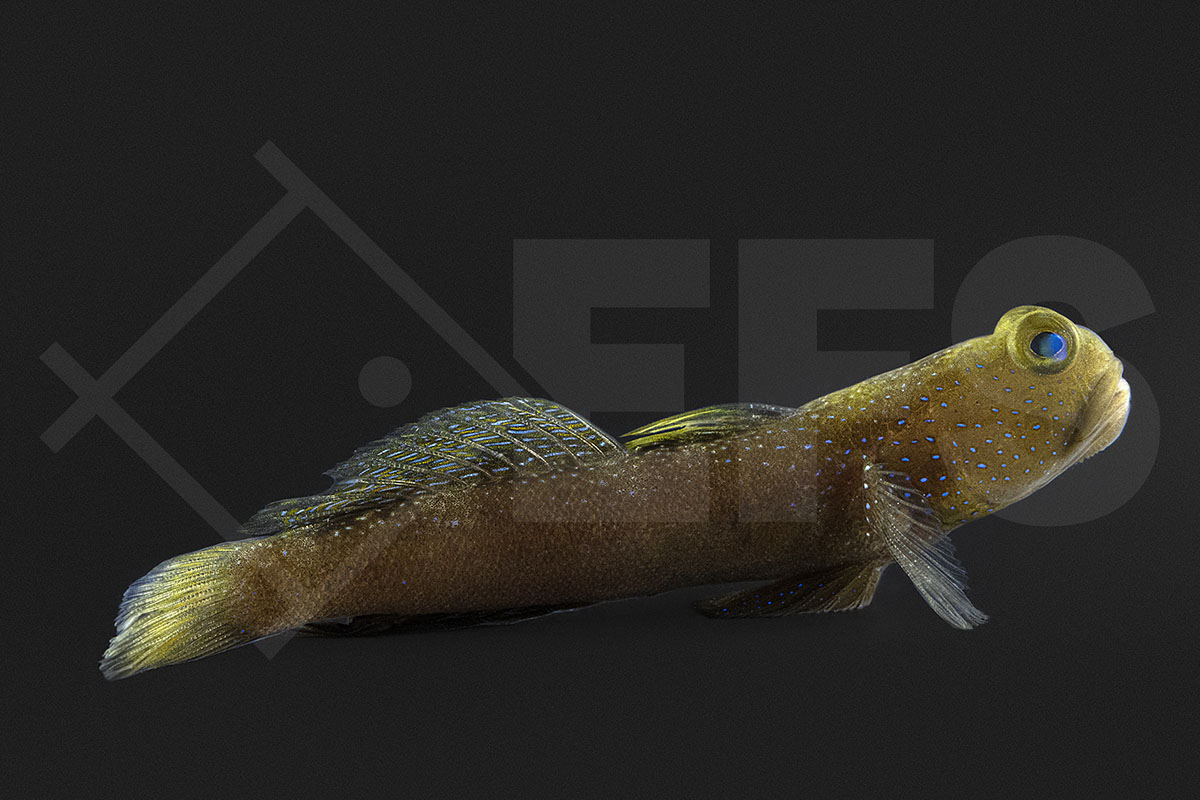 Cryptocentrus fasciatus - Blaupunkt Wächtergrundel