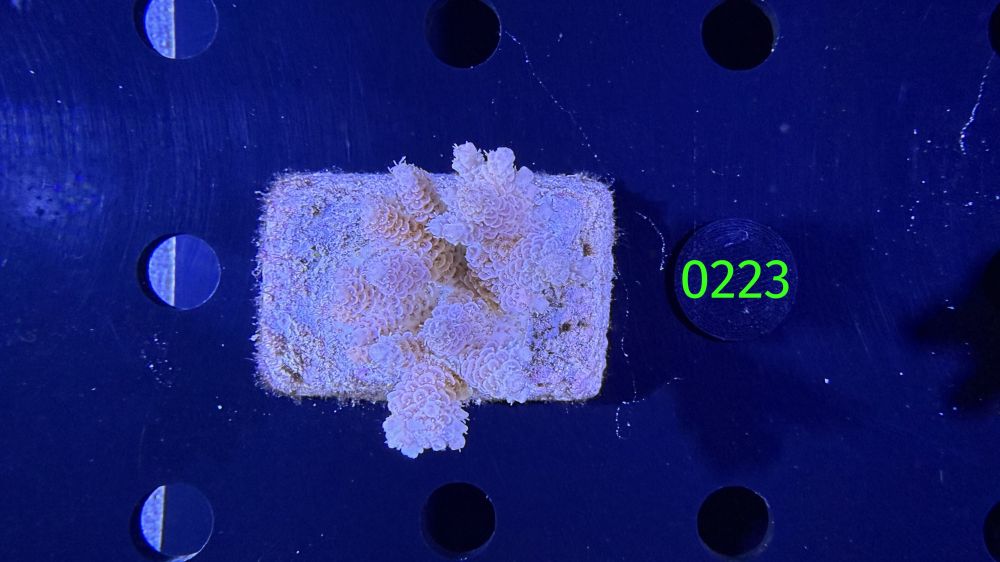 Acropora sp. WYSIWYG 0223