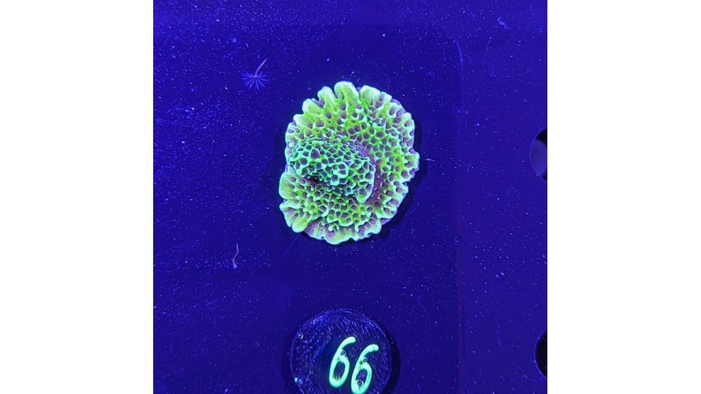 Montipora confusa - Kleinpolypige Steinkoralle Lila Polypen Deutsche Nachzucht 0066
