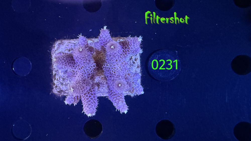 Acropora sp. WYSIWYG 0231