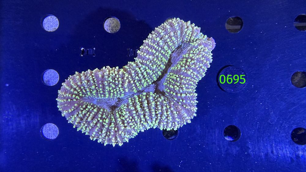 Lobophyllia sp. WYSIWYG 0695