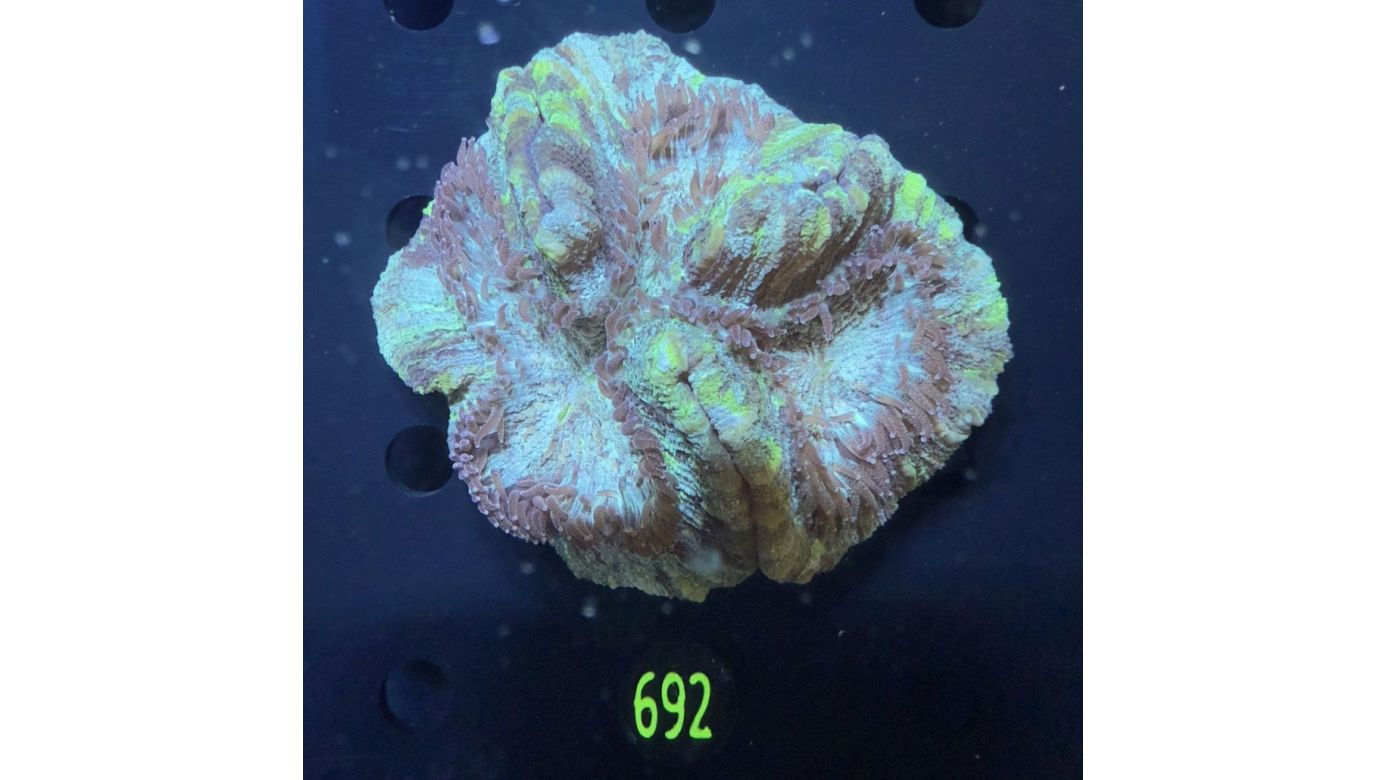 Trachyphyllia geoffroyi WYSIWYG 0692