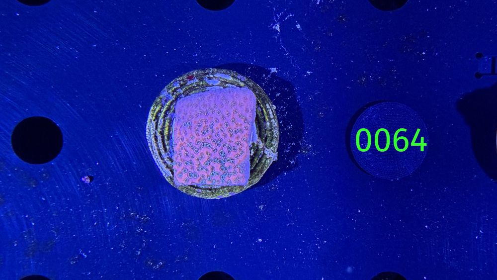 Montipora sp.- Kleinpolypige Steinkoralle "Tropical Thunder" DNZ 0064