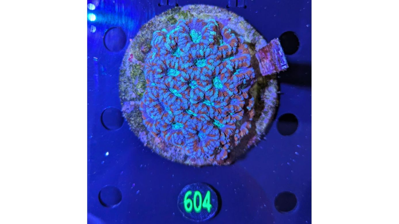 Acanthastrea lordhowensis WYSIWYG 0604