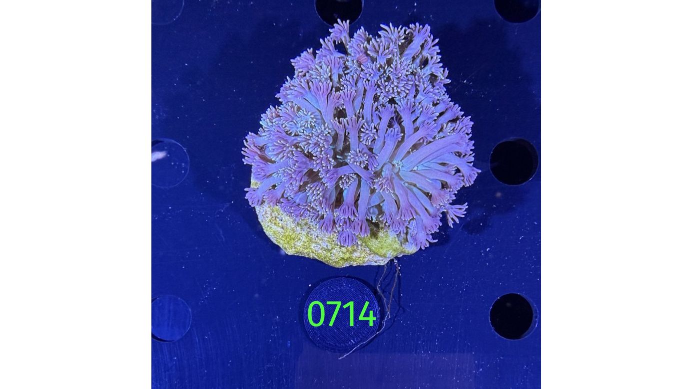 Goniopora sp. WYSIWYG 0714