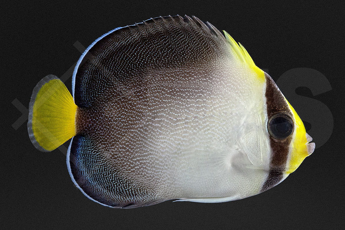 Chaetodontoplus Mesoleucus - Mond-Samtkaiserfisch