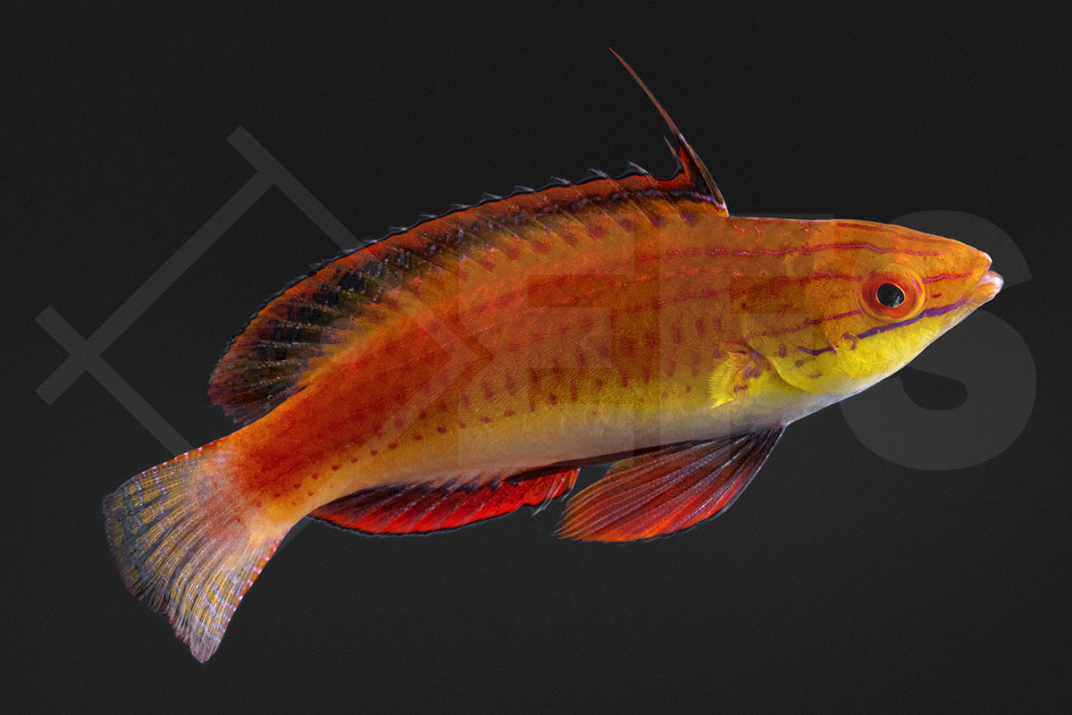 Cirrhilabrus africanus - Afrikanischer Zwerglippfisch