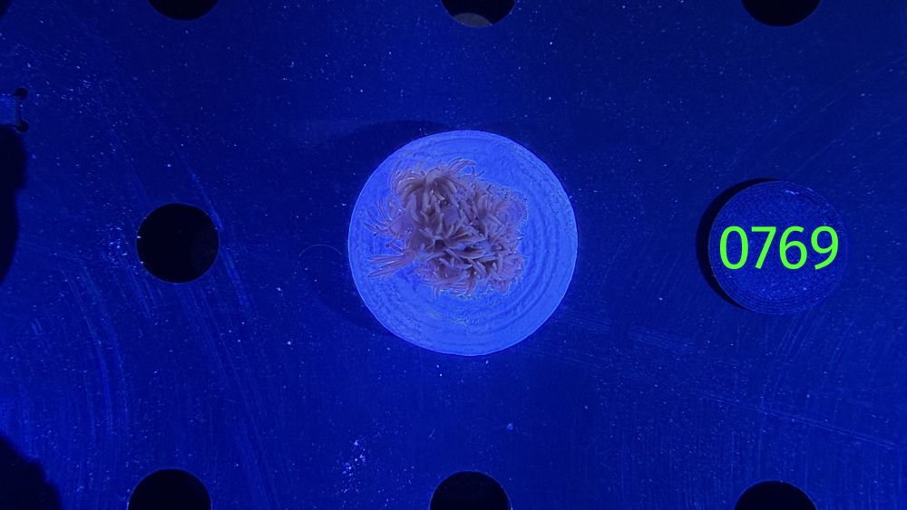 Goniopora sp. WYSIWYG 0769