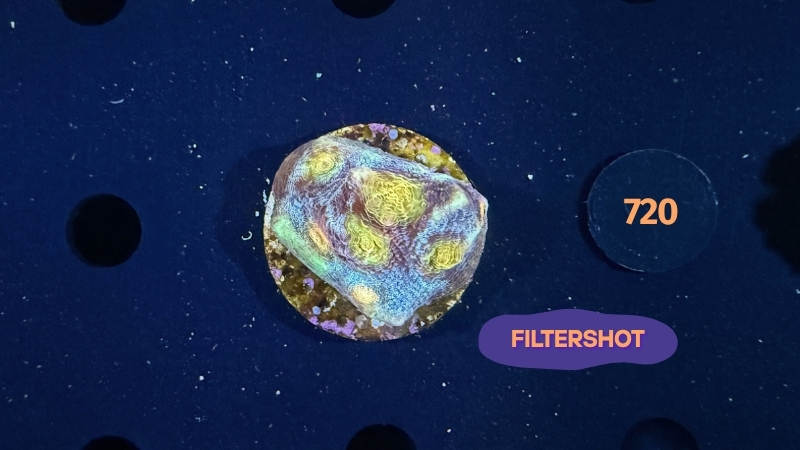 Mycedium robokaki WYSIWYG 0720
