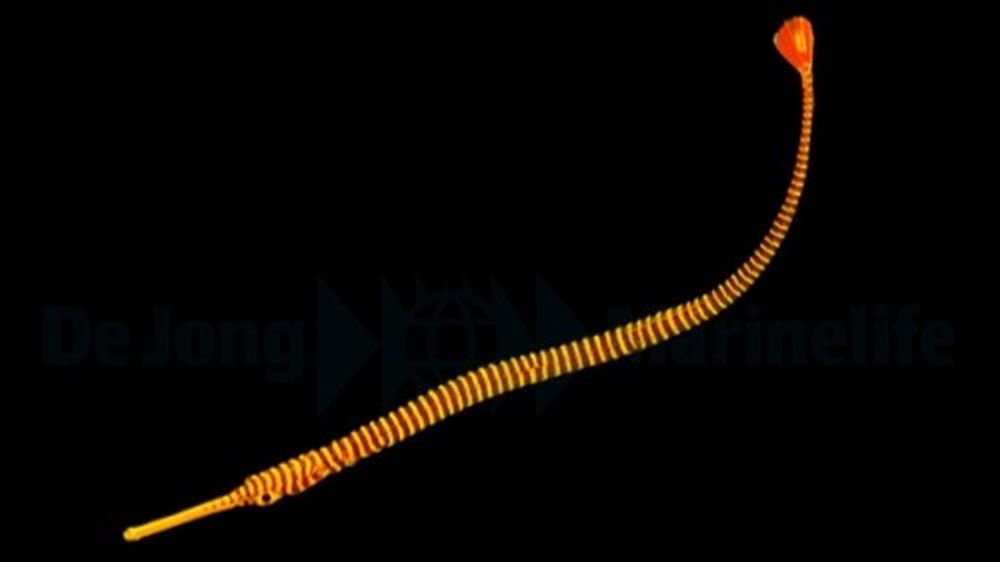 Dunckerocampus pessuliferus - Sulu-Seenadel