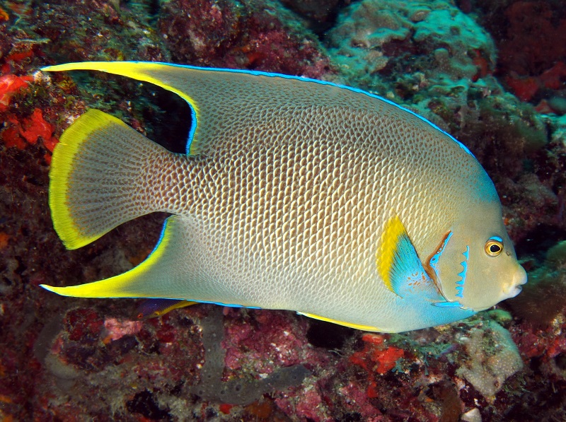 Holacanthus bermudensis - Bermuda Prachtkaiserfisch