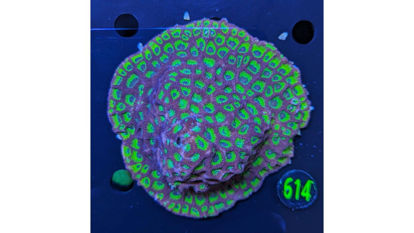 Favites Sp. Multicolor WYSIWYG 0614