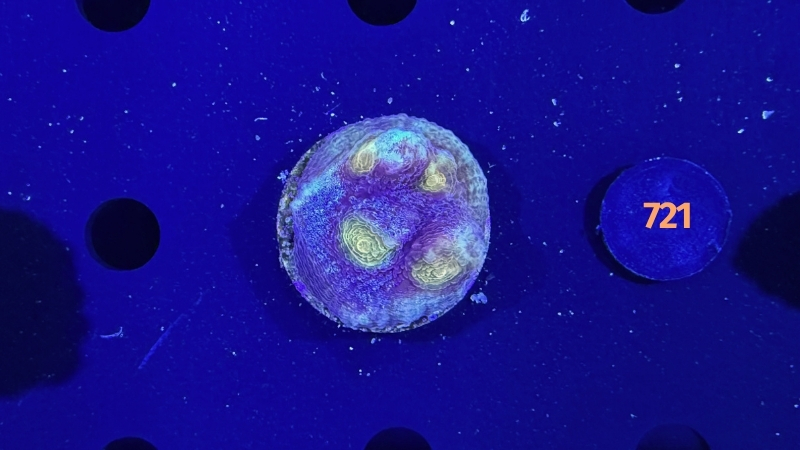 Mycedium robokaki WYSIWYG 0721