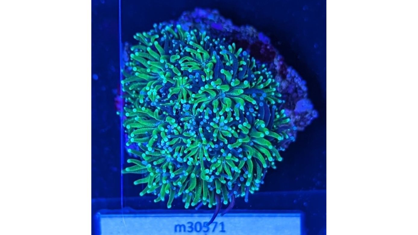 Galaxea fascicularis - Kristallkoralle Neongrün Deutsche Nachzucht 0050