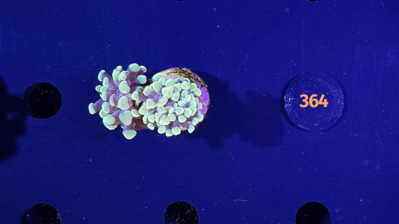 Euphyllia paraancora "Golden Nugget" Deutsche Nachzucht 0364