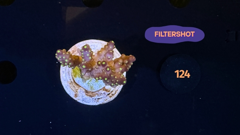 Acropora sp. WYSIWYG 0124