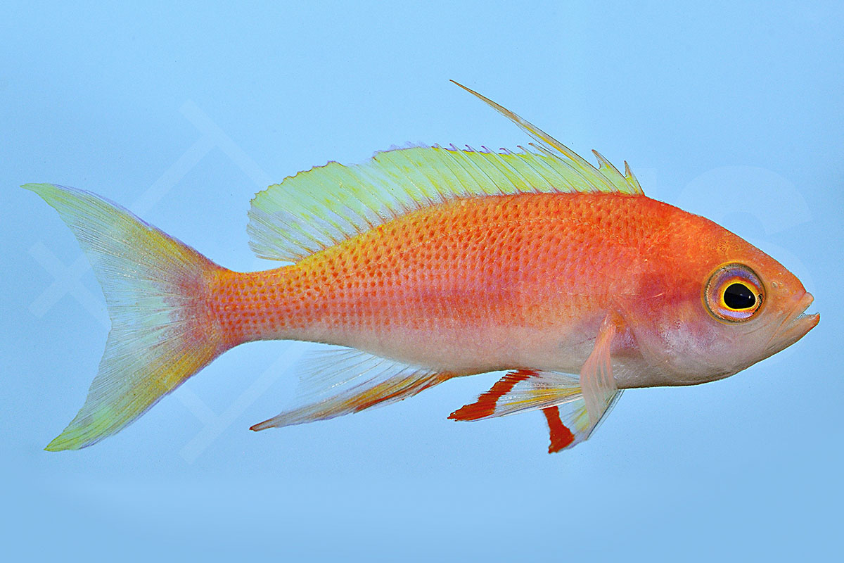 Pseudanthias pulcherrimus - Glänzender Fahnenbarsch