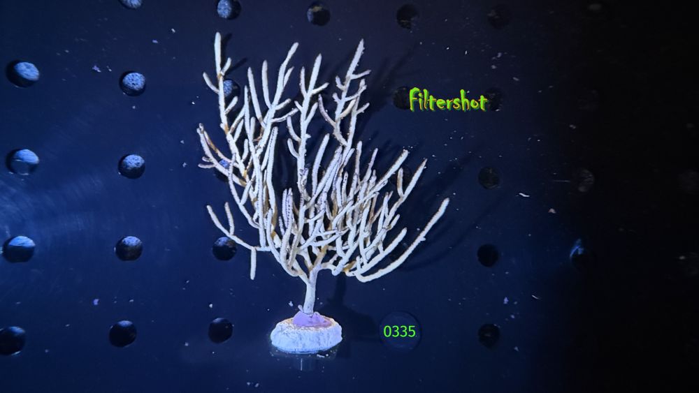 Pterogorgia citrina - gelbe Gorgonie WYSIWYG 0335