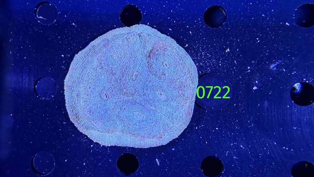 Echinophyllia/Chalice WYSIWYG 0722