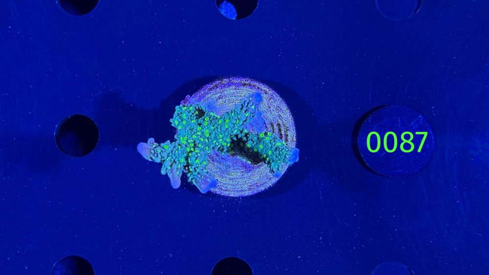 Montipora stellata - Steinkoralle "Star Wars" DNZ 0087